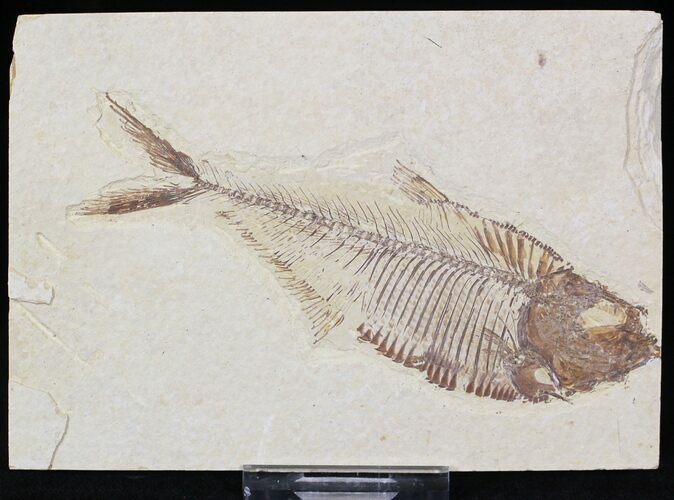 Diplomystus Fossil Fish - Wyoming #22347